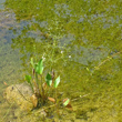 Habitusfoto Alisma plantago-aquatica
