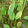 Blätterfoto Alisma plantago-aquatica