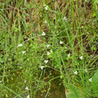 Stängel-/Stammfoto Alisma plantago-aquatica