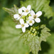 Blütenfoto Alliaria petiolata