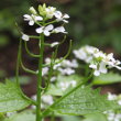 Fruchtfoto Alliaria petiolata