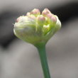 Blütenfoto Allium lusitanicum