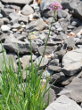 Habitusfoto Allium lusitanicum