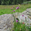 Habitusfoto Allium lusitanicum