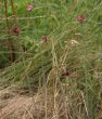 Habitusfoto Allium oleraceum