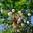 Portraitfoto Allium oleraceum