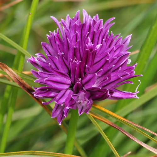 Portraitfoto Allium schoenoprasum