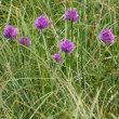 Habitusfoto Allium schoenoprasum