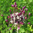 Portraitfoto Allium scorodoprasum