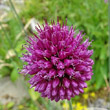 Portraitfoto Allium sphaerocephalon