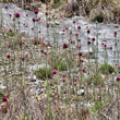 Habitusfoto Allium sphaerocephalon