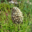 Fruchtfoto Allium sphaerocephalon