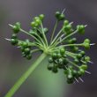 Fruchtfoto Allium ursinum