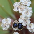 Fruchtfoto Allium victorialis