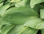 Blätterfoto Allium victorialis