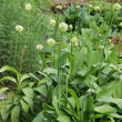 Habitusfoto Allium victorialis