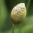 Foto von Besonderheit Allium victorialis