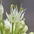 Blütenfoto Allium victorialis