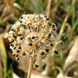 Stängel-/Stammfoto Allium victorialis
