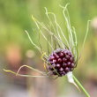 Portraitfoto Allium vineale