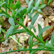 Blätterfoto Alyssoides utriculata