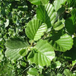 Blätterfoto Alnus glutinosa