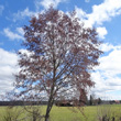 Habitusfoto Alnus incana