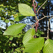 Portraitfoto Alnus incana