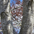 Stängel-/Stammfoto Alnus incana