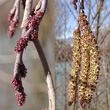 Blütenfoto Alnus incana