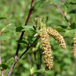 Blütenfoto Alnus viridis