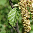 Blätterfoto Alnus viridis