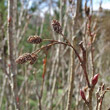 Fruchtfoto Alnus viridis