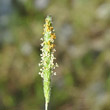 Portraitfoto Alopecurus aequalis