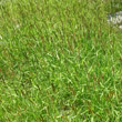 Foto von Besonderheit Alopecurus aequalis