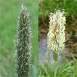 Blütenfoto Alopecurus pratensis
