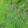 Habitusfoto Alopecurus pratensis