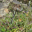 Foto der Jungpflanze Alyssoides utriculata