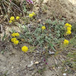 Habitusfoto Alyssum alpestre