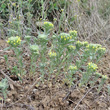 Habitusfoto Alyssum alyssoides