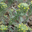 Blätterfoto Alyssum alyssoides