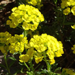 Portraitfoto Alyssum montanum