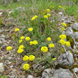 Habitusfoto Alyssum montanum