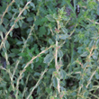 Portraitfoto Amaranthus albus
