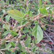 Bl&uuml;tenfoto Amaranthus albus