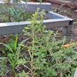 Habitusfoto Amaranthus albus
