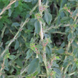 Bl&auml;tterfoto Amaranthus albus