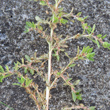 St&auml;ngel-/Stammfoto Amaranthus albus