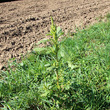 Habitusfoto Amaranthus bouchonii