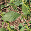 Blätterfoto Amaranthus bouchonii